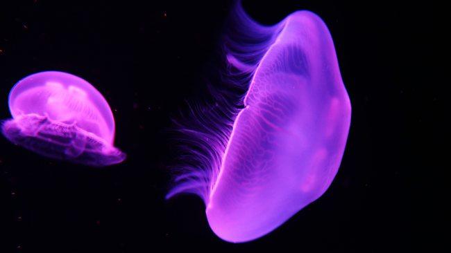 Oskarshamn nuclear power plant's reactor number three was shut down after tonnes of jellyfish clogged up pipes bringing cooling water to the plant. Picture: Bob Barker