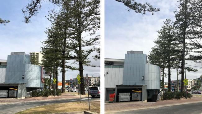 Norfolk Pines outside the Burleigh Heads Mowbray Park Surf Lifesaving Club.