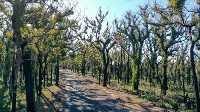 Mallacoota trees regenerating after the bushfires. Picture: Alex Coppel.