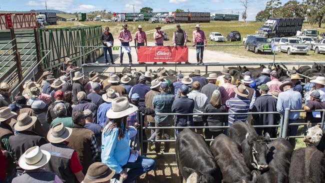 Optimism is high ahead of the Mountain Calf Sales at Omeo, Benambra and Ensay next week. Picture: Zoe Phillips