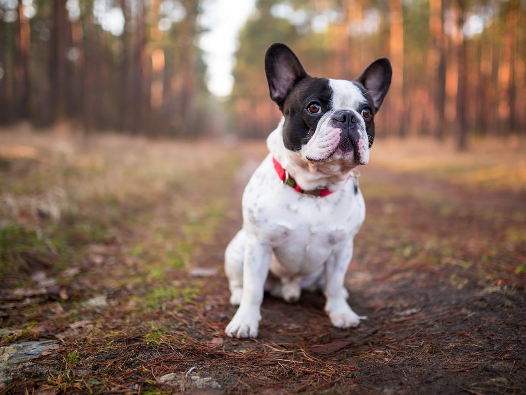 The woman allegedly did not follow through on her advertised sales of French bulldog puppies.