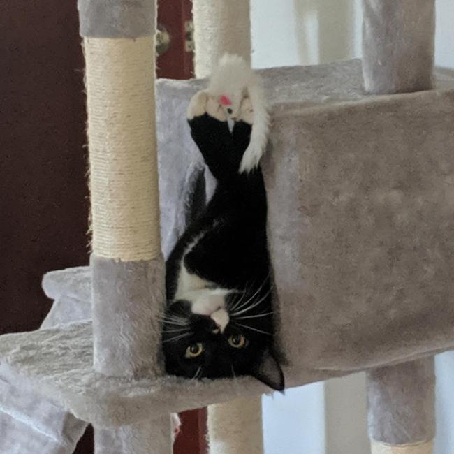 Jax, after he got into trouble for destroying the indoor plant. Picture: Sheridan Keane