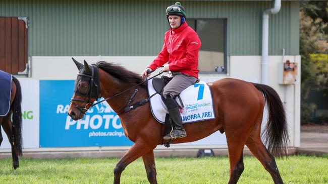 Camorra during trackwork at Werribee. Picture: Getty Images