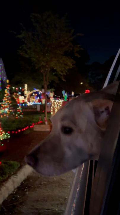 This is your sign to take your dog to see Christmas lights this year