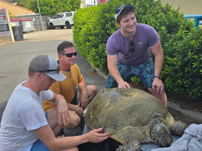 A turtle is brought to Urangan Marina after being found floating off the coast. Photo: Blue Dolphin Marine Tours