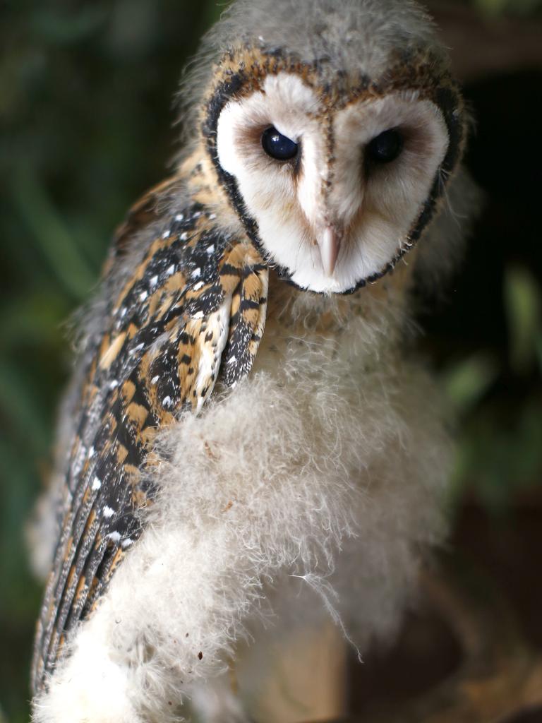 A Masked Owl Chick. Photographed Featherdale Wildlife Park. Picture: Bradley Hunter