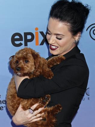 Katy Perry’s dog Butters steals the show at The Prismatic World Tour