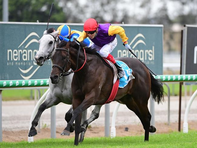 Craig Williams rides Paradee to victory at the Gold Coast. Picture: Trackside Photography