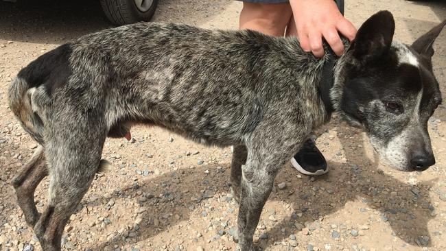 Emaciated blue heeler Zor after being seized by the RSPCA. Picture: RSPCA.