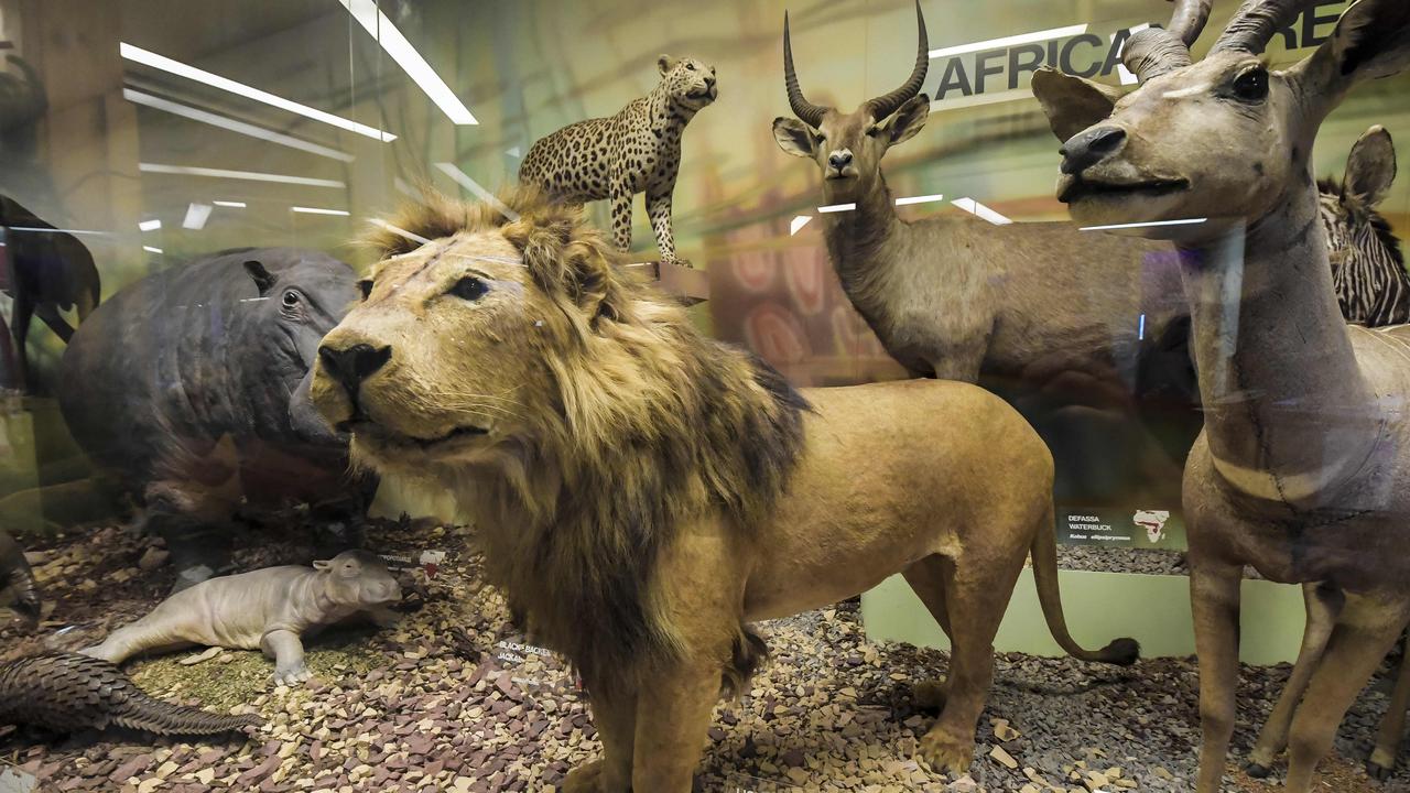 SA Museum taxidermy, or stuffed animals - a beloved exhibition. Picture: Roy VanDerVegt