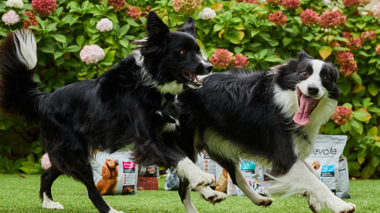 Black hawk store dog food coles