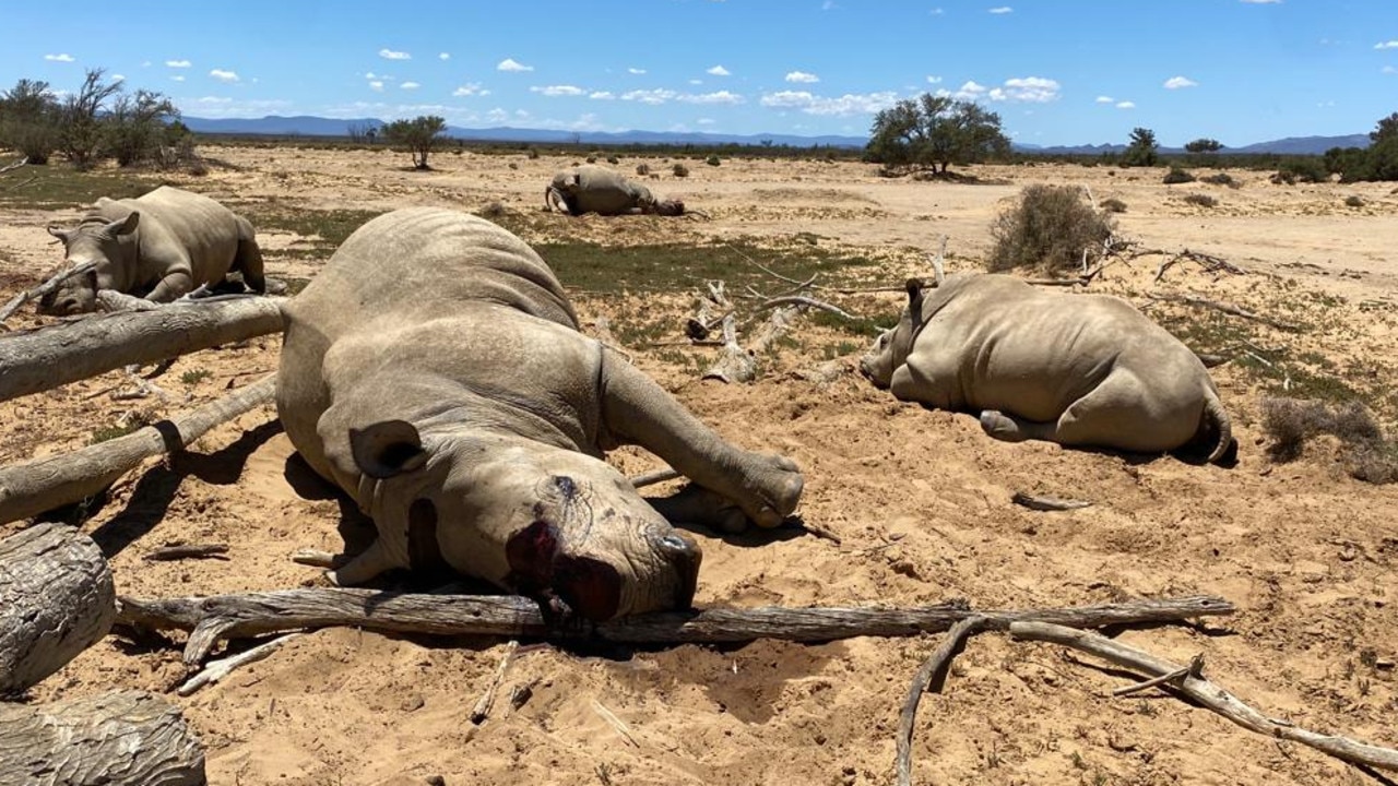 However, with the largest selection of wild game in the region, four of the reserve’s rhinos became a target for poachers. Picture: Inverdoorn