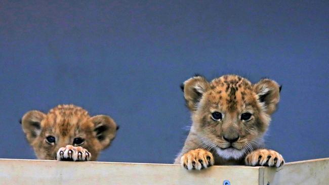 The cubs are healthy and starting to play. Picture: Toby Zerna