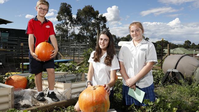 Elizabeth Macarthur High School students Lachlan Williams, 12, Allison Kiss, 13, and Sarah Eade, 13, weighing some of the pumpkins for this years Sydney Royal Easter Show. Picture: Jonathan Ng