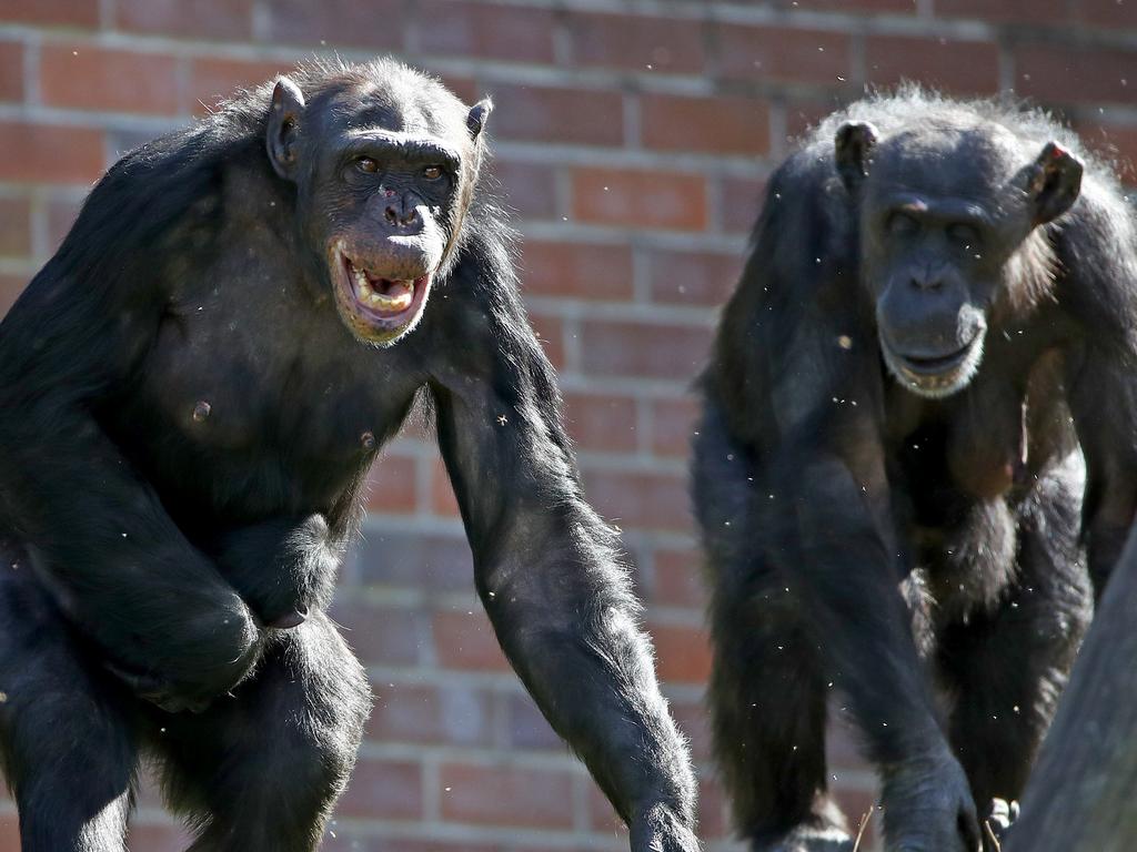 We might have inherited ‘co-operative aggression’ from chimps. Picture: Toby Zerna