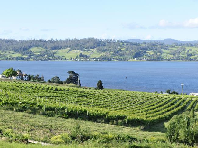 Wine with a view in the Tamar Valley, near Launceston. Picture: iStock