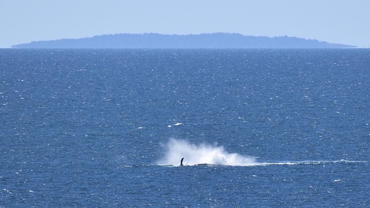 Whales breaching off the Mackay coast as they swam past Lamberts Lookout on Sunday. Picture: Rae Wilson