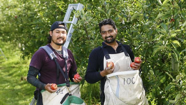 Border closures mean international fruit pickers like (L-R) Binod Chhetri and Amod Acharya won’t be an option for Mornington Peninsula farms. Picture: MATT THOMPSON