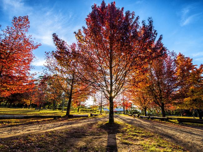 EMBARGO FOR TWAM 15 MAY 2021Maple tree in red color during Autumn season in Mt.Wilson, Blue mountains national park area Pic : Getty Images