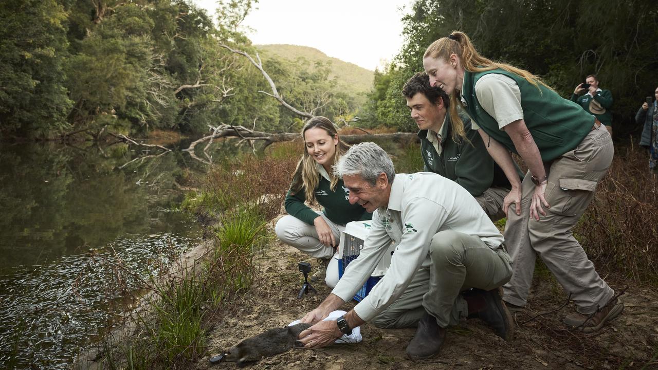 Five platypus have been released already, with another four set to join them next week. Picture: Supplied