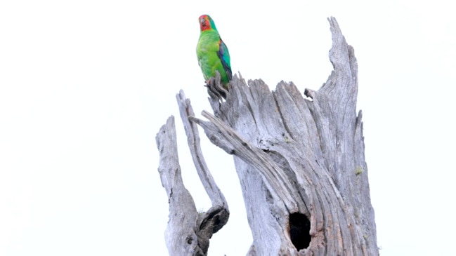 Logging near swift parrot nesting site in the Eastern Tiers, Tasmania