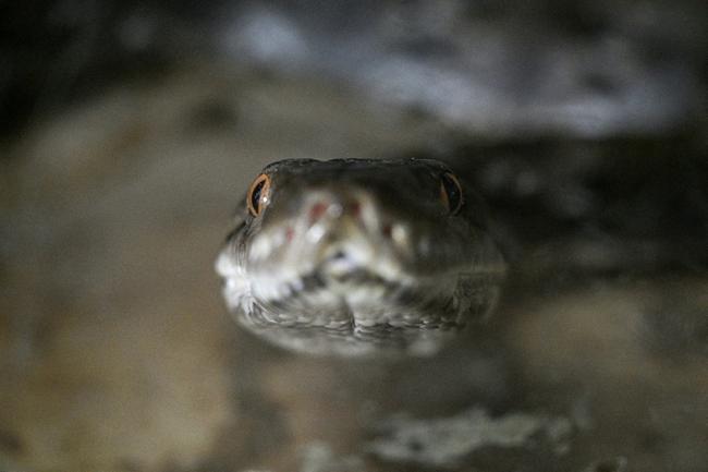 Some experts think the true value of snakes being raised for their skins lies in their meat