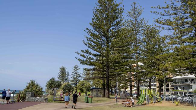 The pine trees are a Burleigh icon Picture: Jerad Williams