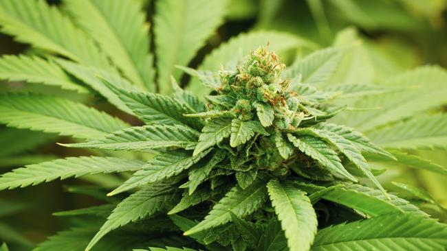 Three boys were charged with dealing cannabis in Sydney’s south.