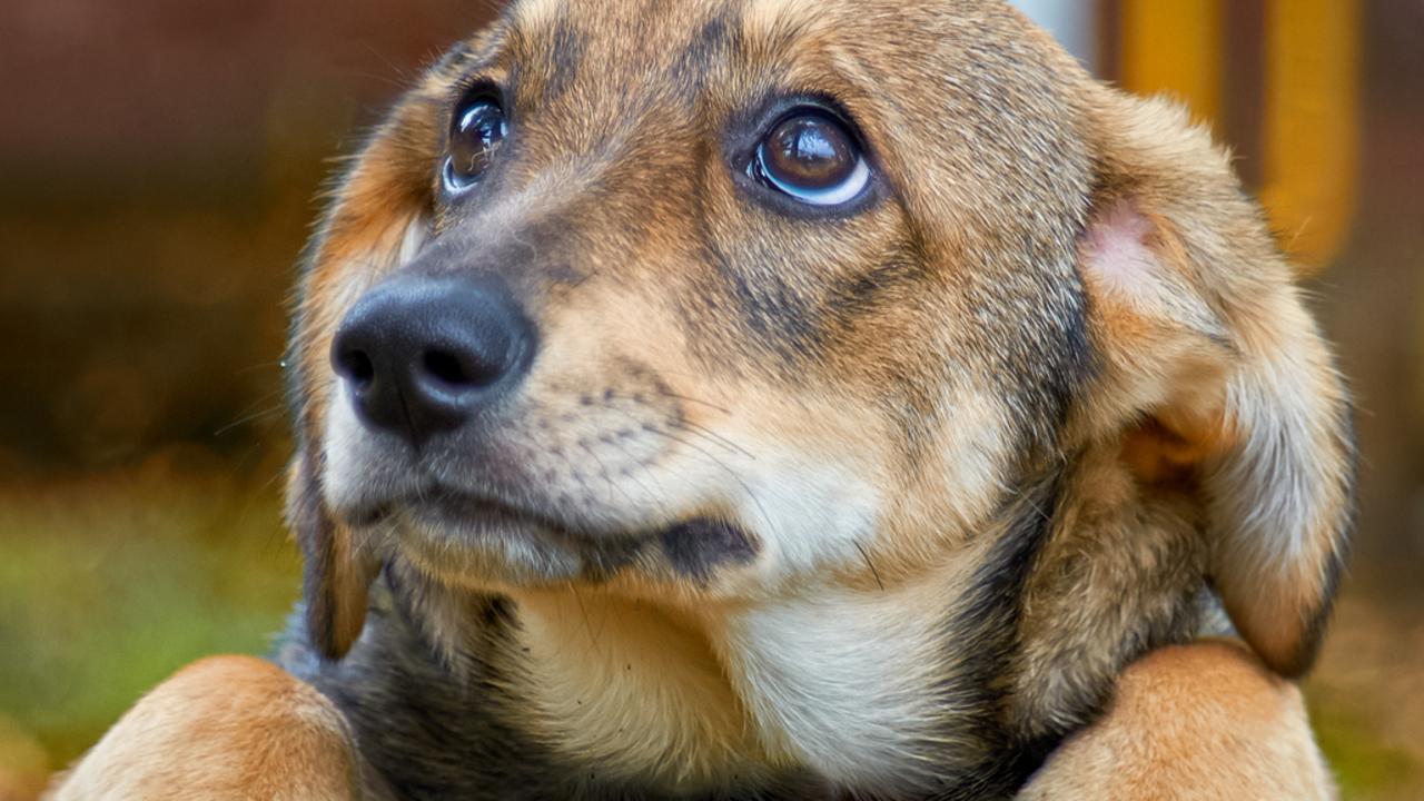 How to tell if your dog is depressed, signs to look for | The Advertiser