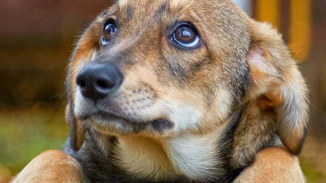 Many symptoms of canine depression could also be linked to chronic pain and poor health. Picture: istock