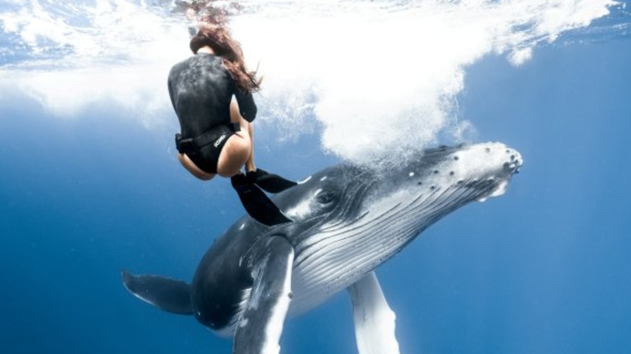 A diver had an incredible encounter with a baby humpback whale as the curious creature swam up to her in Tahiti. Picture: Mega