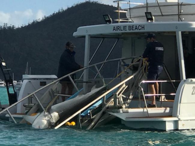 A tiger shark is caught on a drumline in Cid Harbour on Sunday.