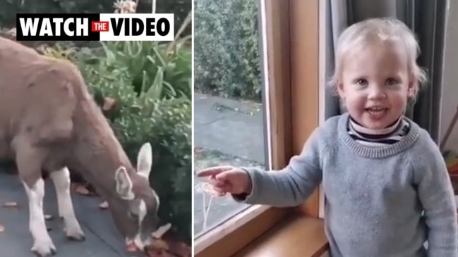 Toddler goes viral over goat swearing video