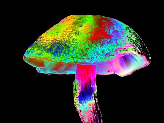 Magic mushroom, computer-enhanced composite image.  Getty - VICTOR de SCHWANBERG/SCIENCE PHO
