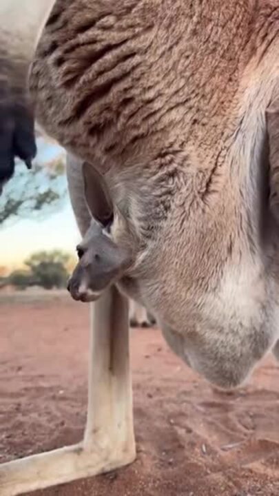 Baby joey saying g’day from mother’s pouch.