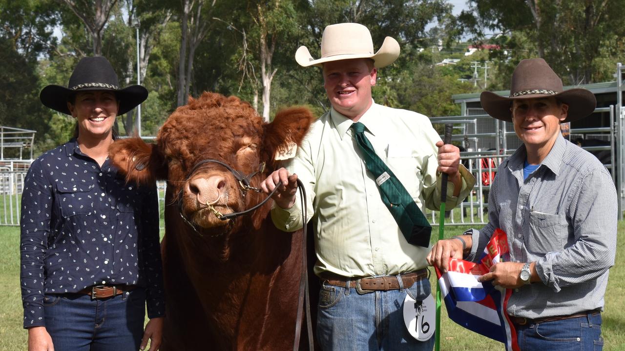 Junior champion male winners, Hazelton Brahmans, at the first day of the Gympie Show, 2022.