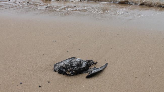 Dozens of mutton-birds wash up on beaches each November. Picture: Tom McGann