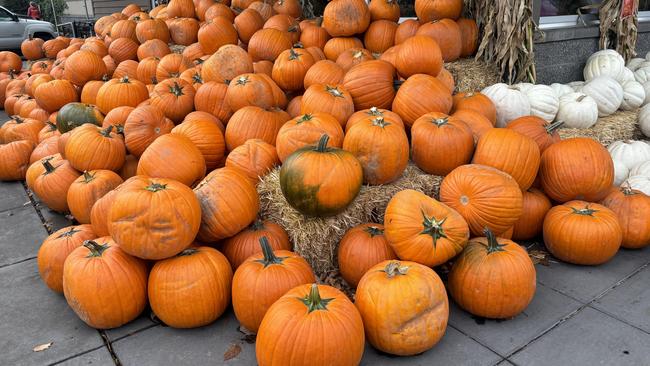 About as many votes as there pumpkins in this picture could change the vote to one candidate or the other. Picture: Benedict Brook