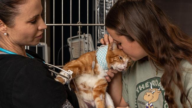 Dr Jen Smith, clinical director, at Northside Veterinary Specialists at Terrey Hills helps Julia make friends with Big Ginge. Picture: Monique Harmer)