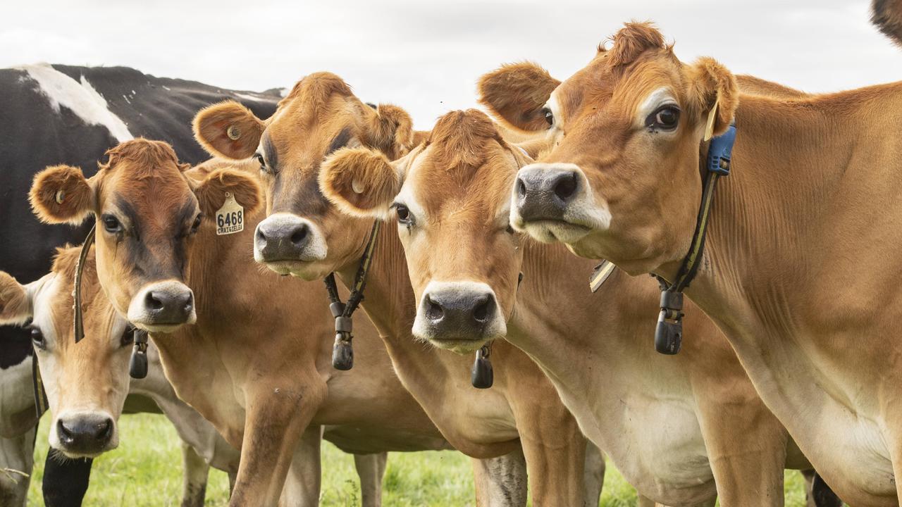 Car hits cow, woman taken to hospital in Central Qld