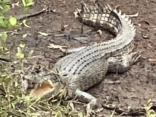 A crocodile was spotted at Rapid Creek, just under Trower Road, on February 5, 2025, by Joann Hewett's son. Picture: Joann Hewett