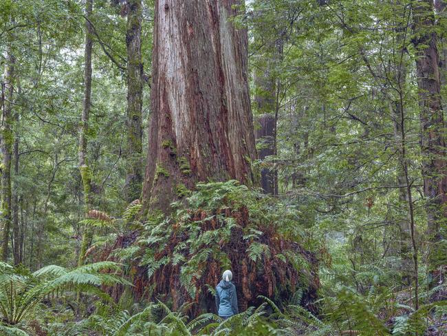 Giant eucalypt, Sumac forest. Australian Geographic. Picture: ROB BLAKERS