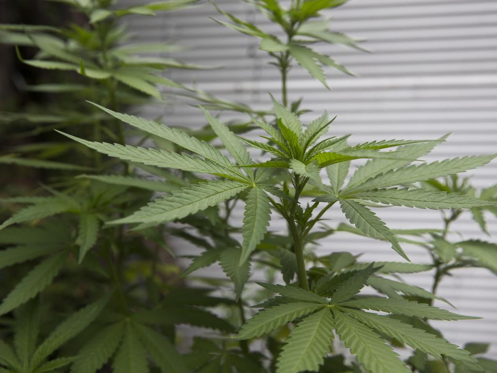 promo for Medicinal cannabis use. Thursday, February 15, 2018. Cannabis plant. Picture: (AAP Image/Renae Droop)