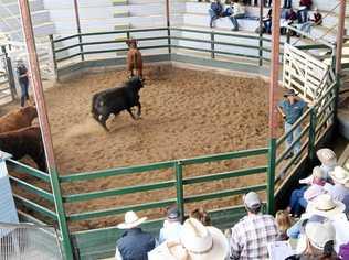 IN THE RING: Emma Franz (far left) and Barry McIntyre, both from Nolan Meats, keep the exhibits under control in front of a big crowd of cattle competitors at the Gympie Carcass Classic. Picture: Arthur Gorrie