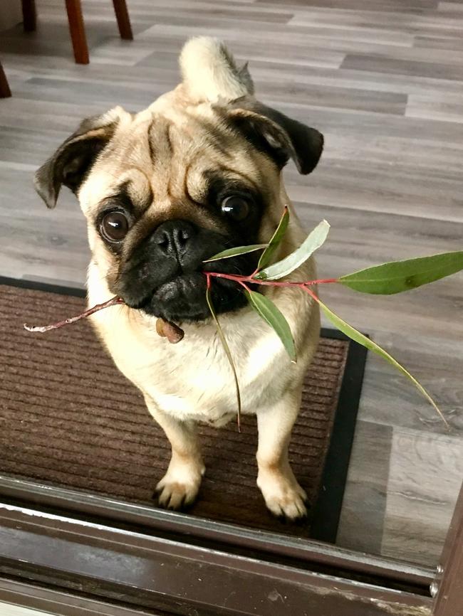 Louee the pug sent in by Josie Smith, Swan Reach.