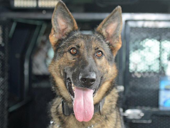 PerthNow generic of Police Dog Anya.