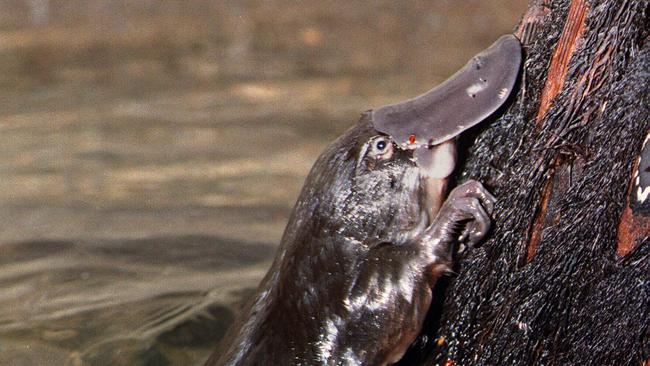 Platypus at Eungella National Park.