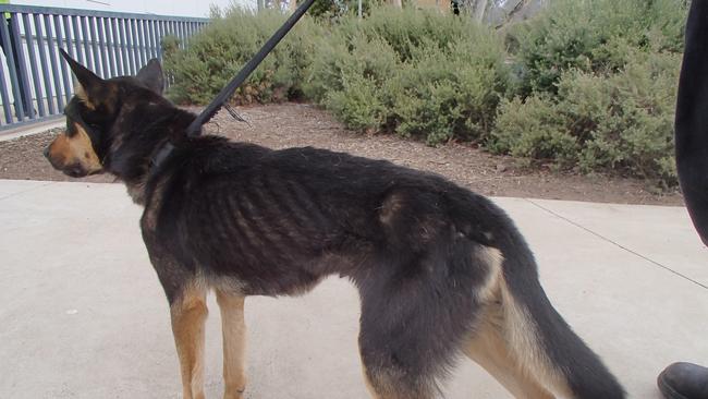 Milo the kelpie weighed just 11kg when he was seized by the RSPCA in December last year. Picture: RSPCA NSW