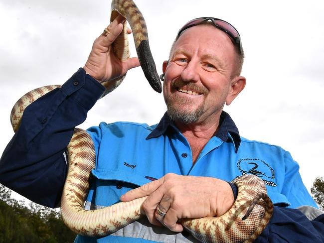 Snake catcher Tony Harrison with a Black Headed Python. Picture: John Gass.