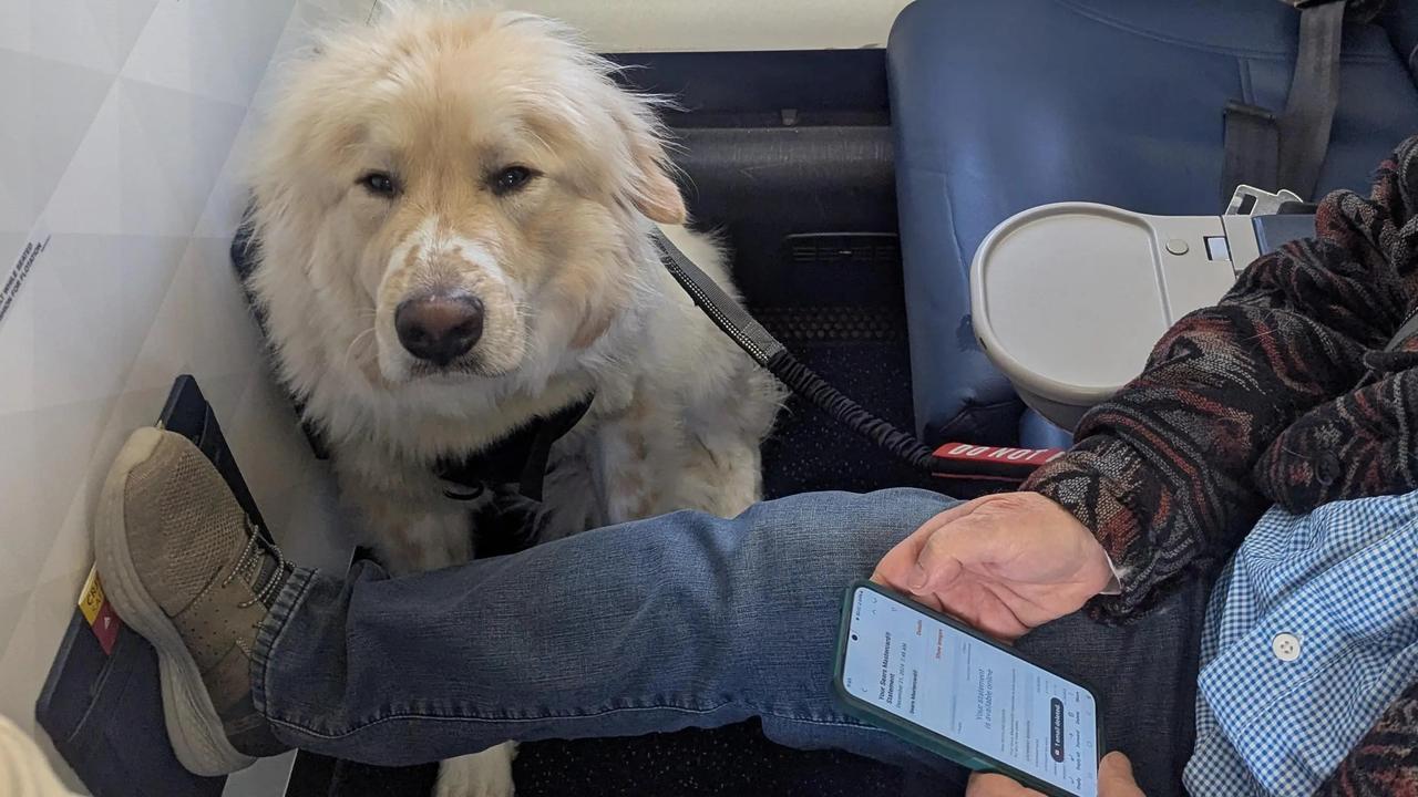 Passenger forced to give first class seat to dog